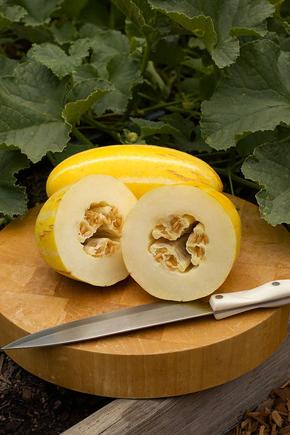 Asian Melons - Golden Giant