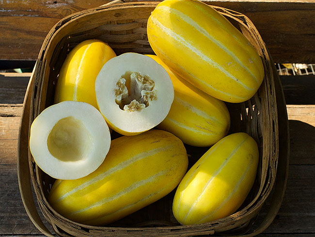 Asian Melons - Golden Giant