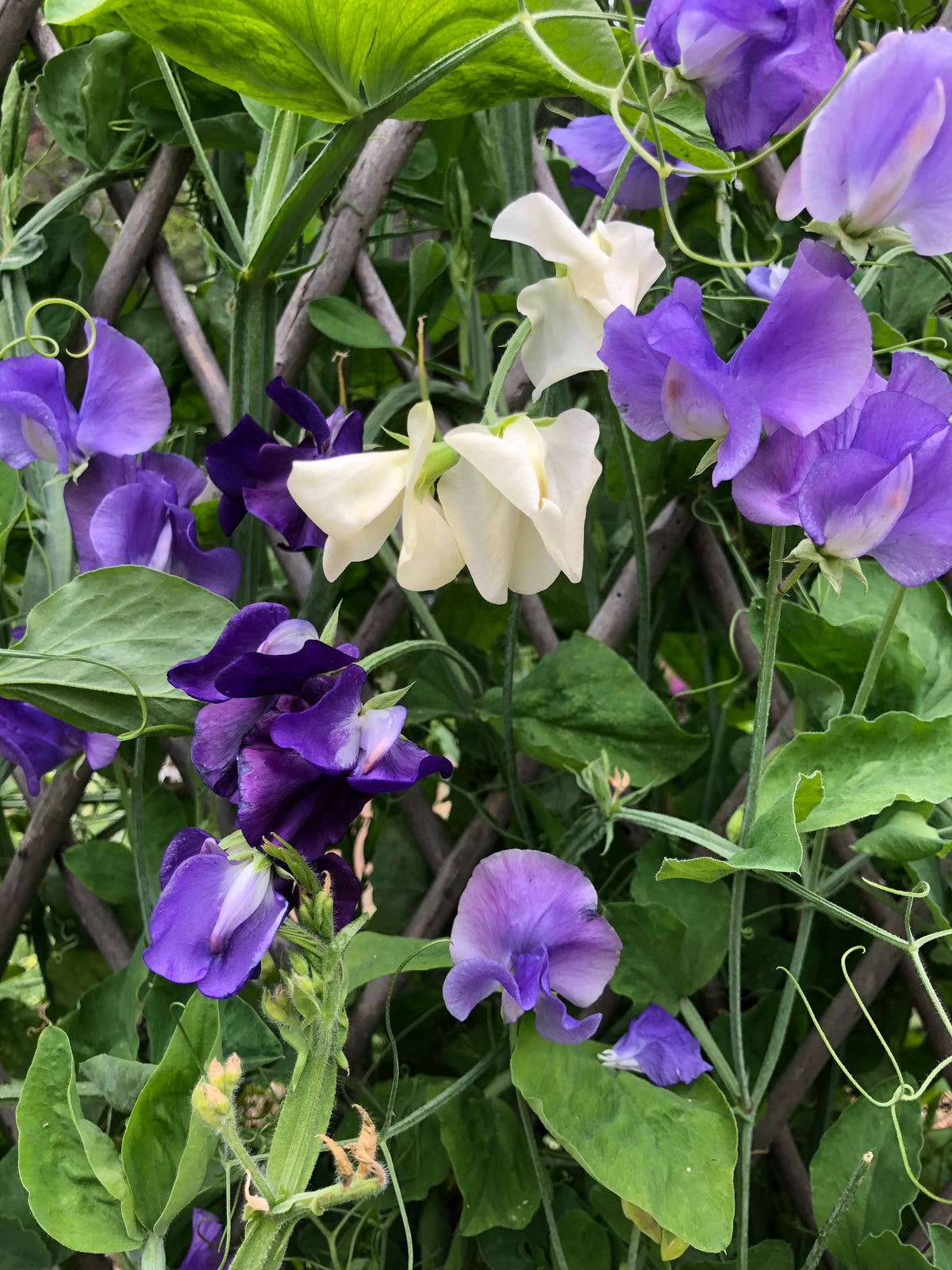 Heirloom Sweet Peas - Mermaid's Dream