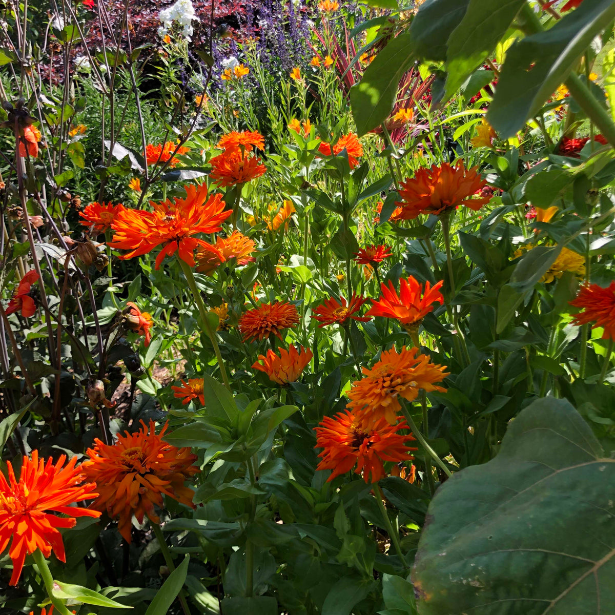 Butterfly Zinnias - Mighty Lion