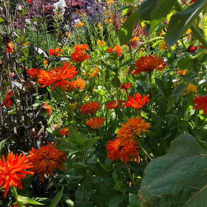 Butterfly Zinnias - Mighty Lion