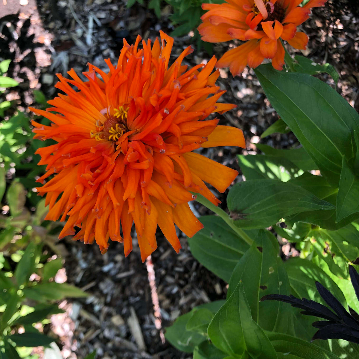 Butterfly Zinnias - Mighty Lion