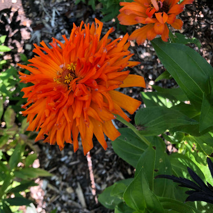 Butterfly Zinnias - Mighty Lion