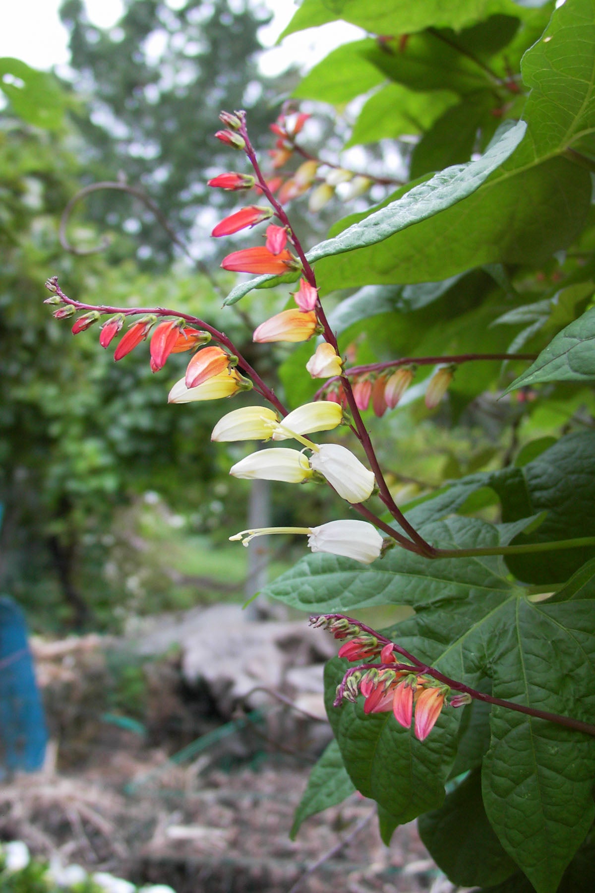 Heirloom Mina Lobata - Exotic Love Vine