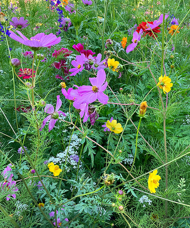 Pollinator Flowers - Monarch Butterfly Flowers