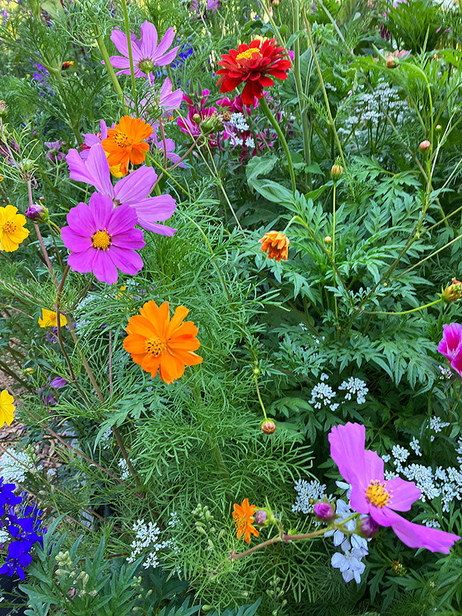 Pollinator Flowers - Monarch Butterfly Flowers