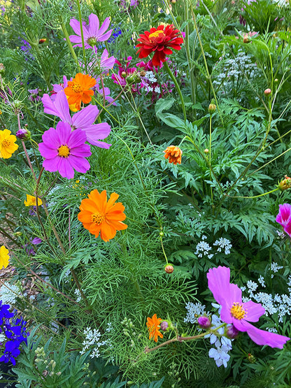 Pollinator Flowers - Monarch Butterfly Flowers