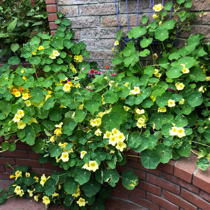 Climbing Nasturtiums - Moonlight