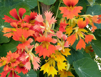 Heirloom Nasturtiums - Climbing Phoenix