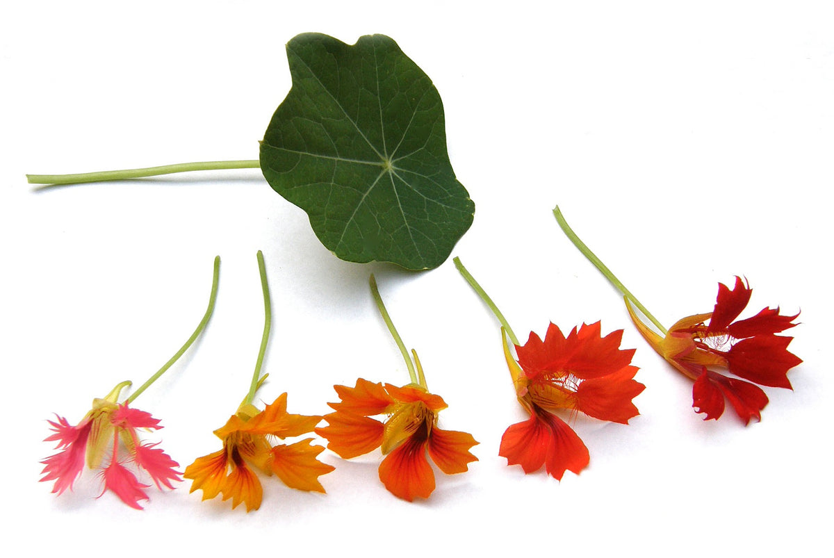 Heirloom Nasturtiums - Climbing Phoenix