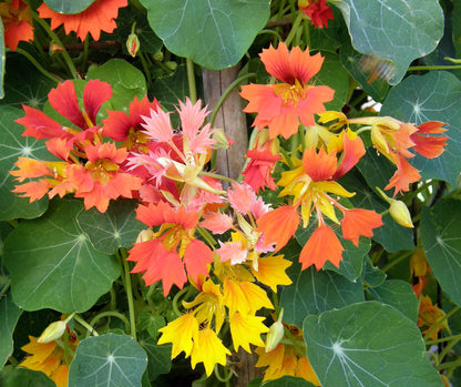 Heirloom Nasturtiums - Climbing Phoenix