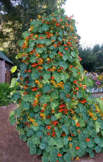 Heirloom Nasturtiums - Climbing Phoenix