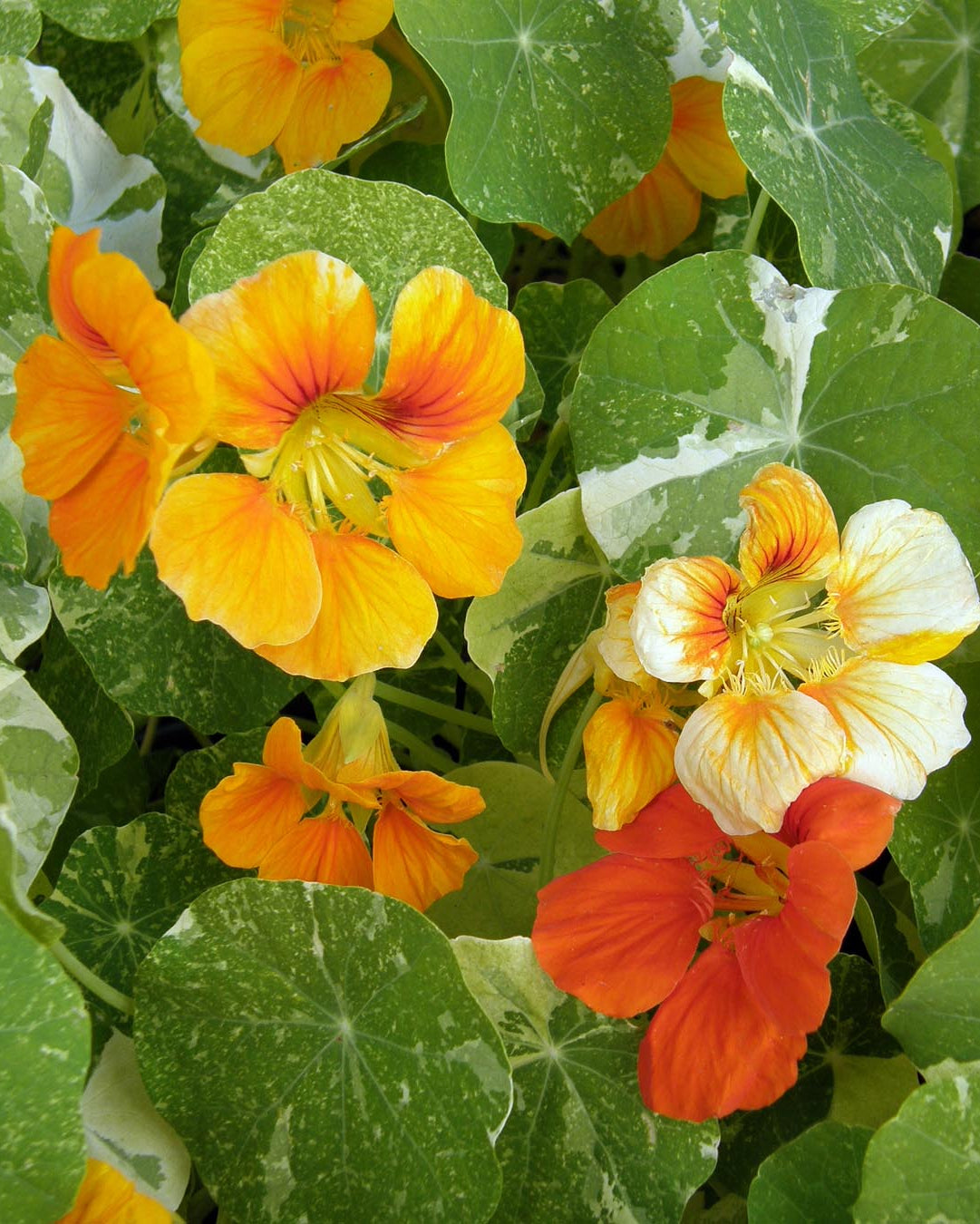 Heirloom Nasturtiums - Alaska Mix