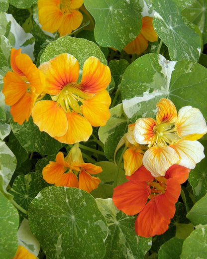 Heirloom Nasturtiums - Alaska Mix