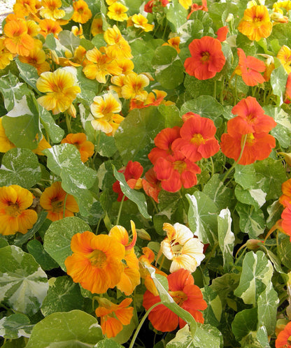 Heirloom Nasturtiums - Alaska Mix