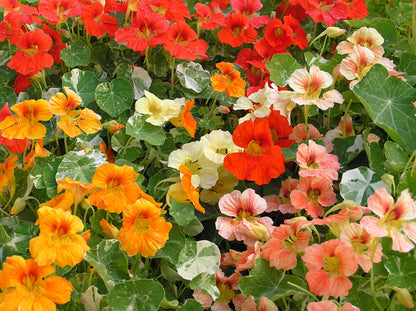 Heirloom Nasturtiums - Alaska Mix