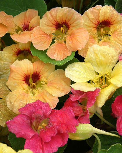 Hummingbird Nasturtiums - Aloha Mix