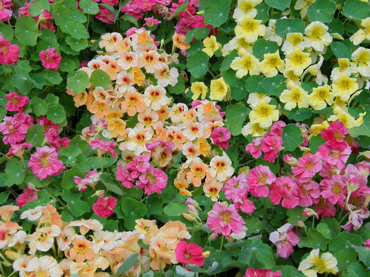 Hummingbird Nasturtiums - Aloha Mix