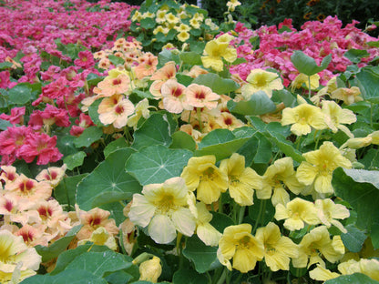 Hummingbird Nasturtiums - Aloha Mix