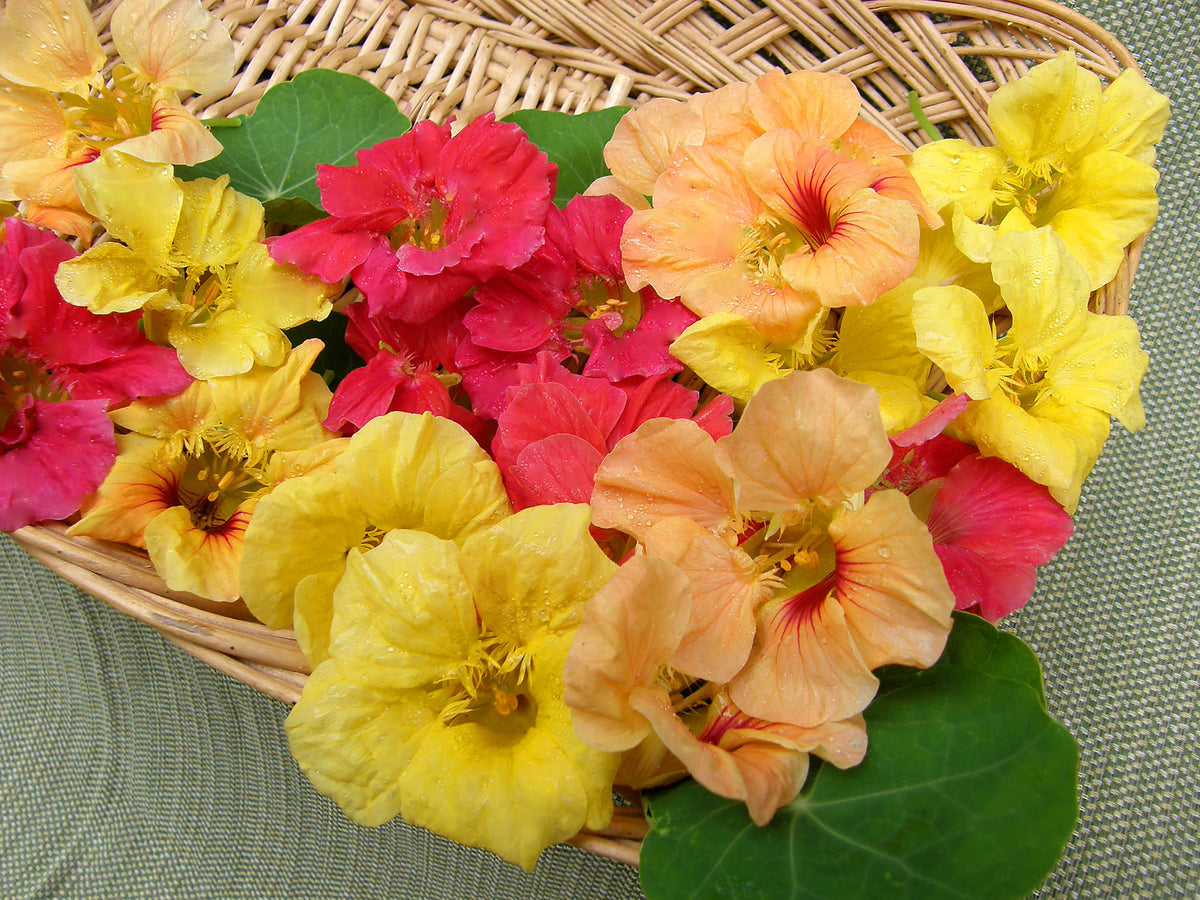 Hummingbird Nasturtiums - Aloha Mix