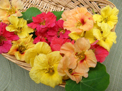 Hummingbird Nasturtiums - Aloha Mix