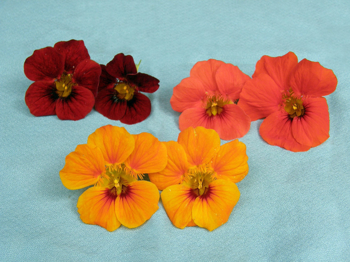 Container Nasturtiums - Little Firebirds