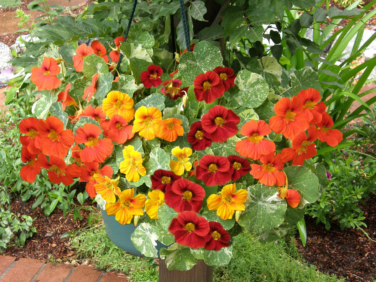 Container Nasturtiums - Little Firebirds