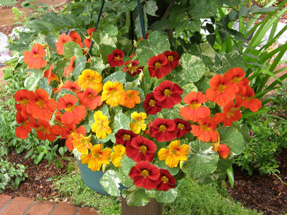 Container Nasturtiums - Little Firebirds