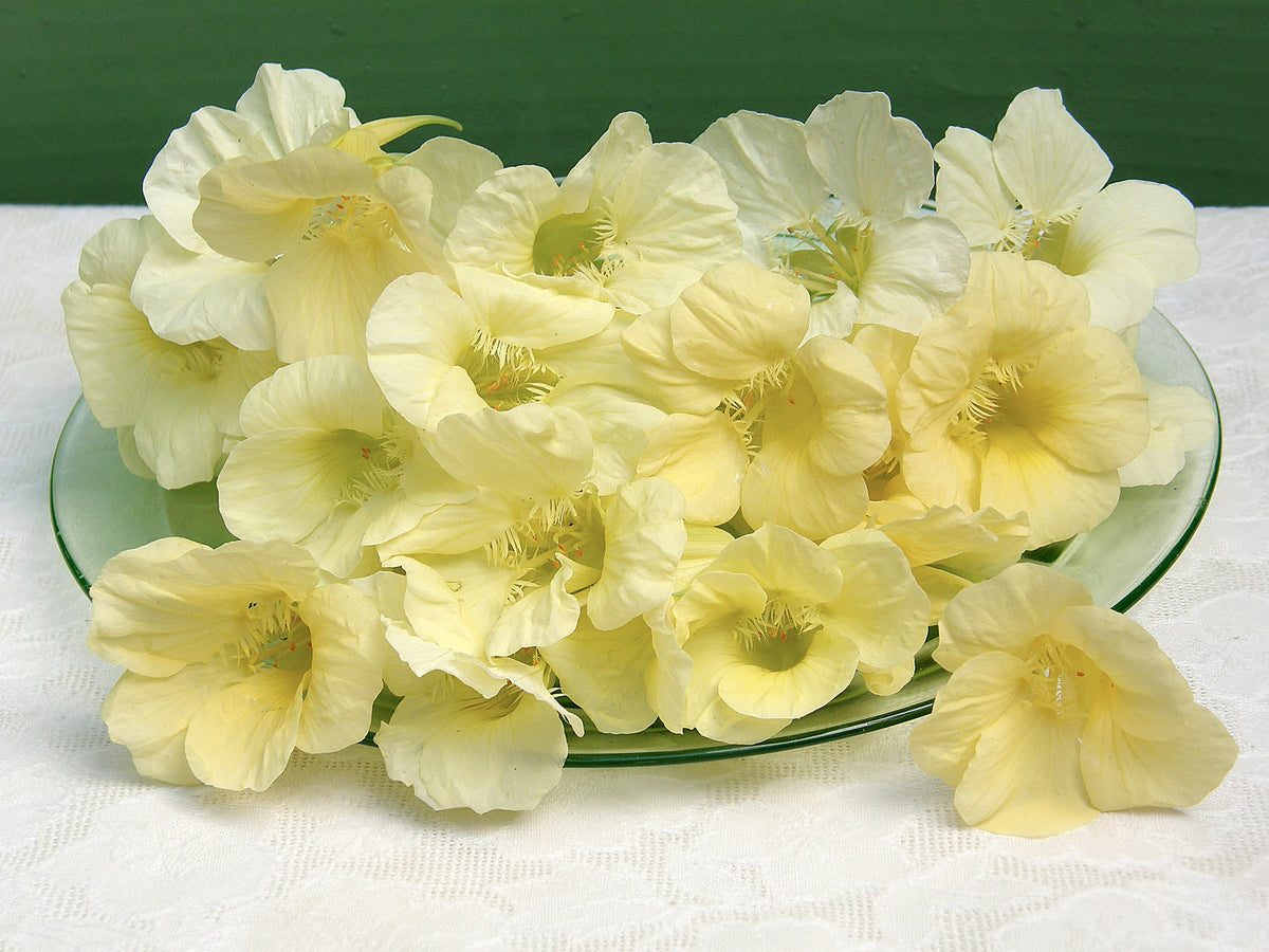 Mounding Nasturtiums - Buttercream