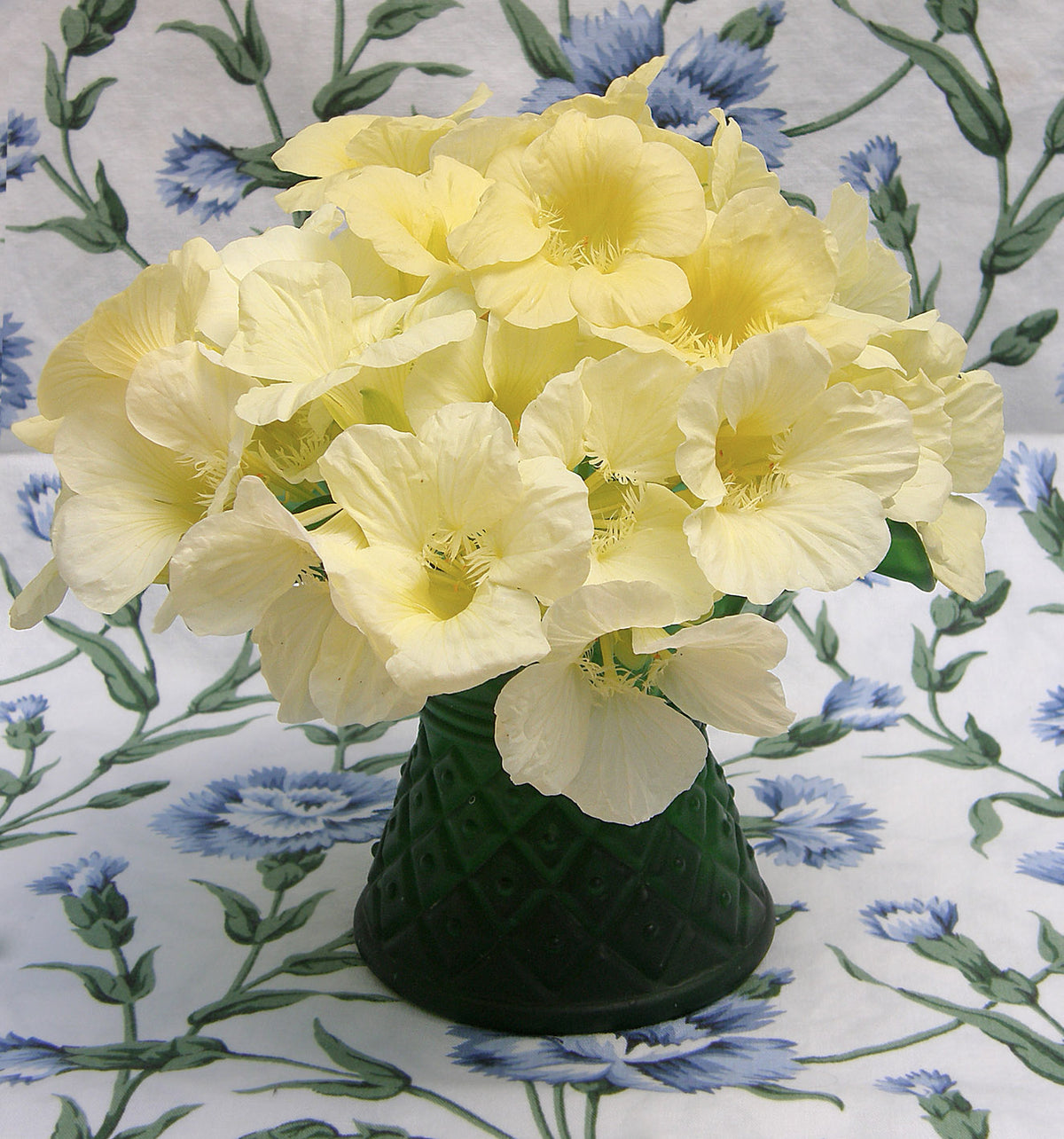 Mounding Nasturtiums - Buttercream