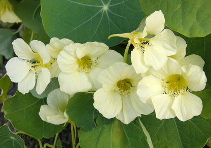 Mounding Nasturtiums - Buttercream
