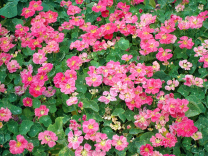Mounding Nasturtiums - Cherries Jubilee