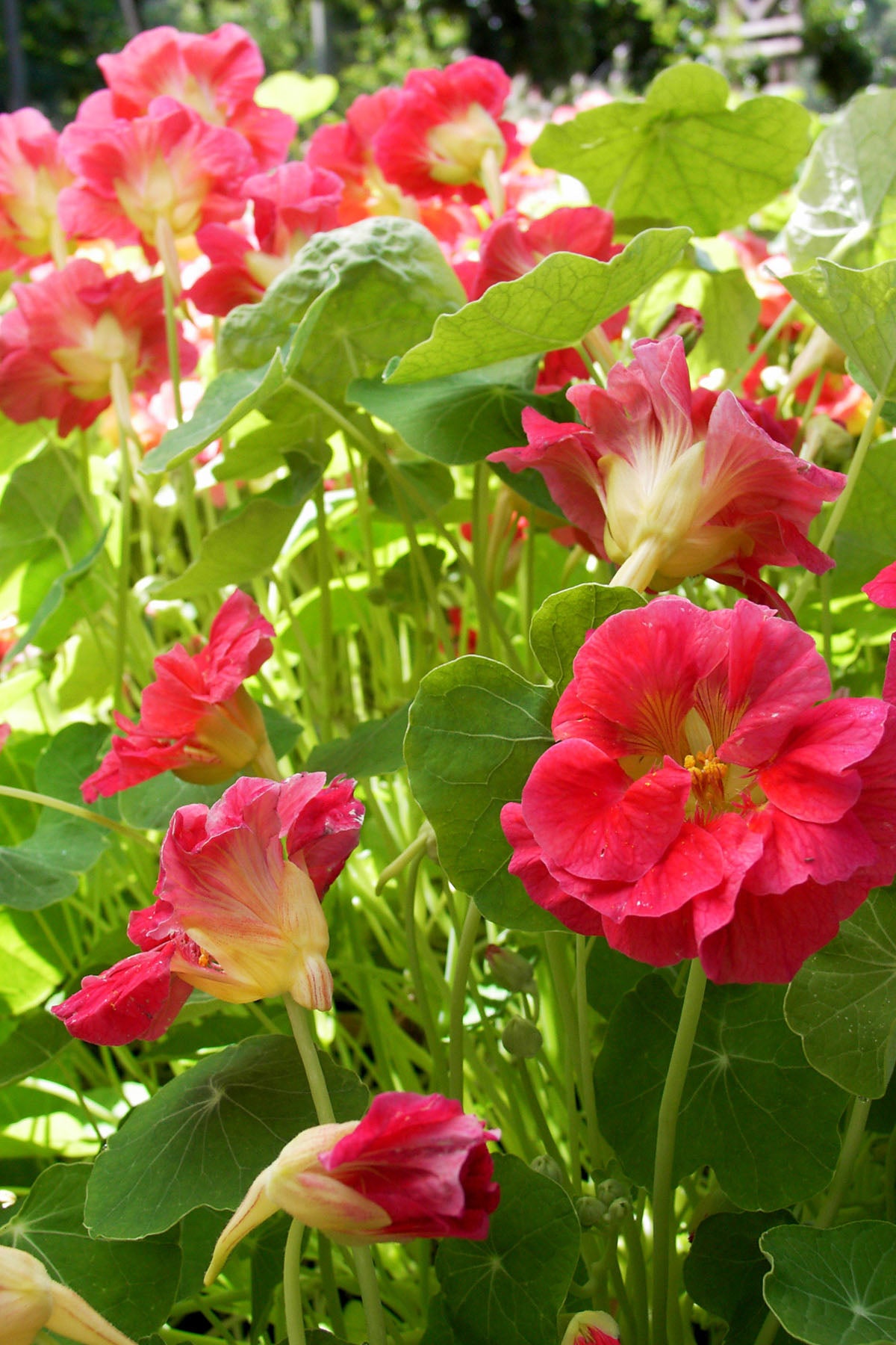 Mounding Nasturtiums - Cherries Jubilee