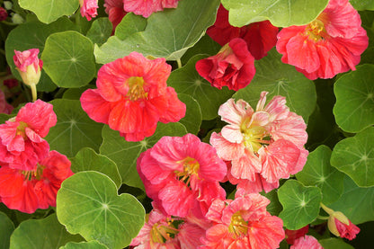 Mounding Nasturtiums - Cherries Jubilee