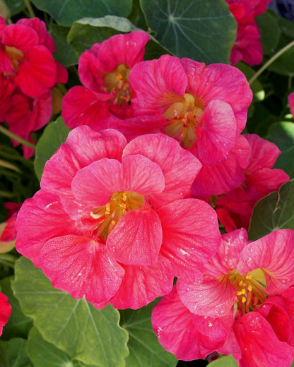 Mounding Nasturtiums - Cherries Jubilee