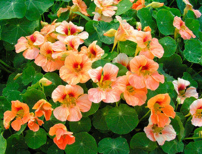 Hummingbird Nasturtiums - Creamsicle