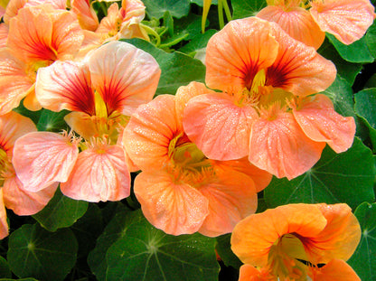 Hummingbird Nasturtiums - Creamsicle