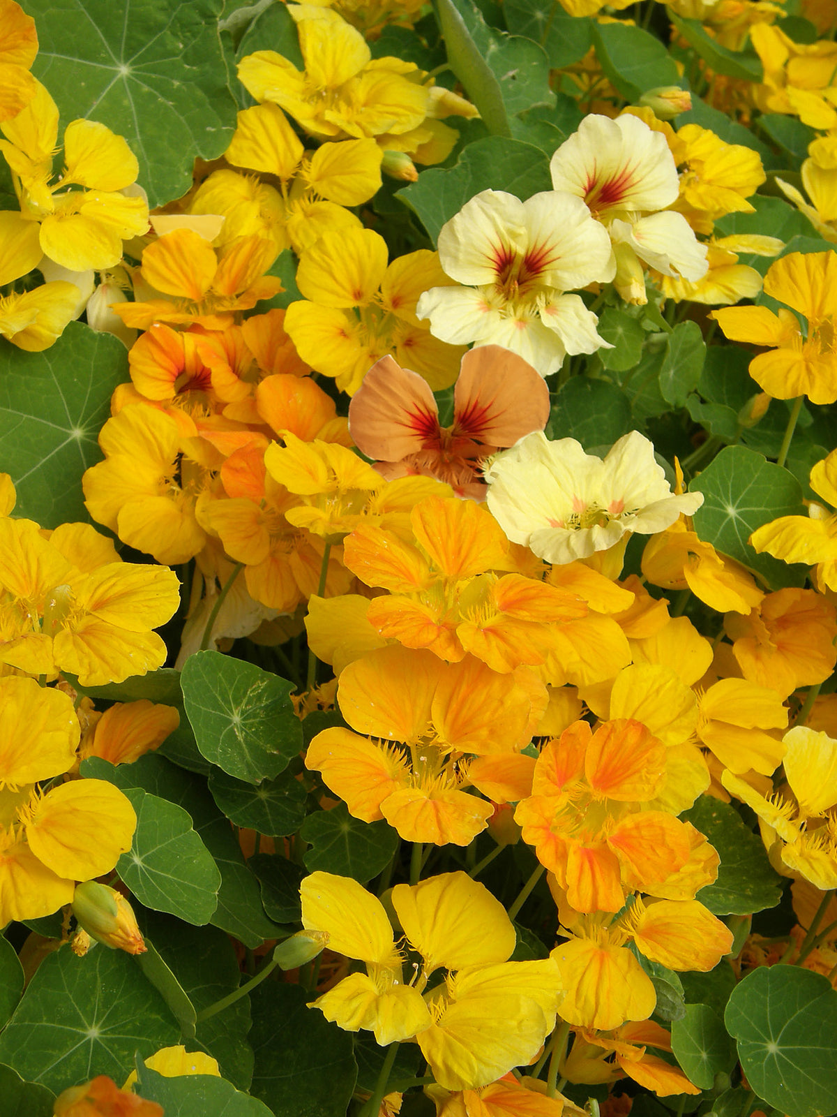 Mounding Nasturtiums - Cup of Sun