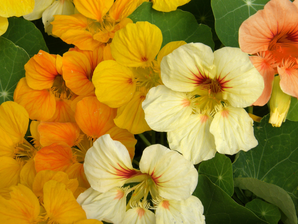 Mounding Nasturtiums - Cup of Sun