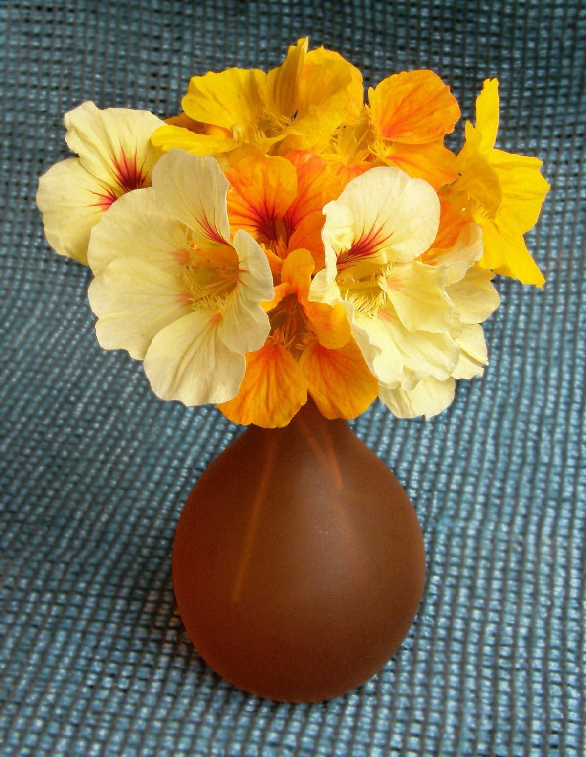 Mounding Nasturtiums - Cup of Sun