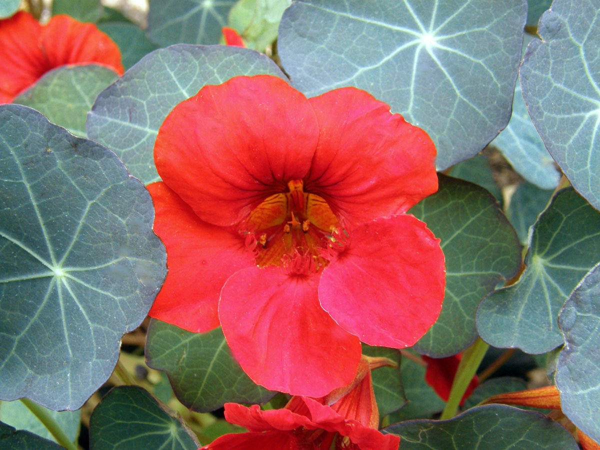 Heirloom Nasturtiums - Empress of India