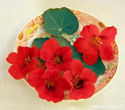Heirloom Nasturtiums - Empress of India