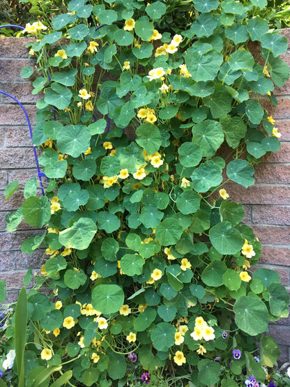 Climbing Nasturtiums - Moonlight