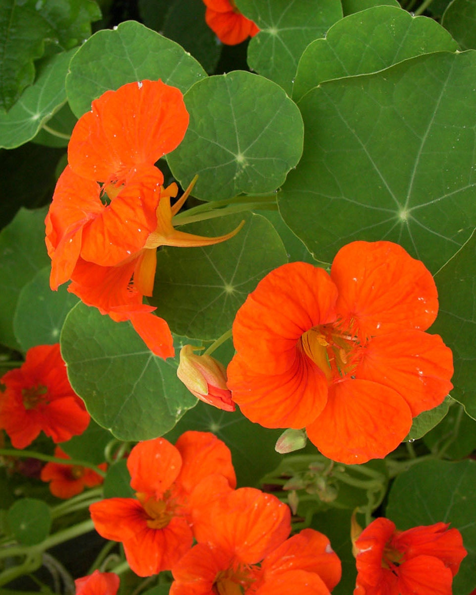 Climbing Nasturtiums - Spitfire