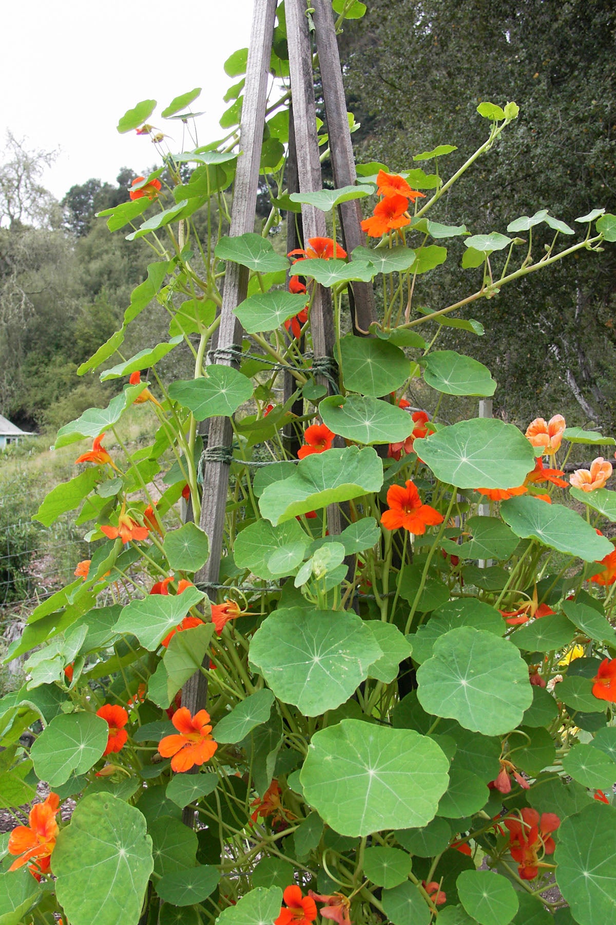 Climbing Nasturtiums - Spitfire