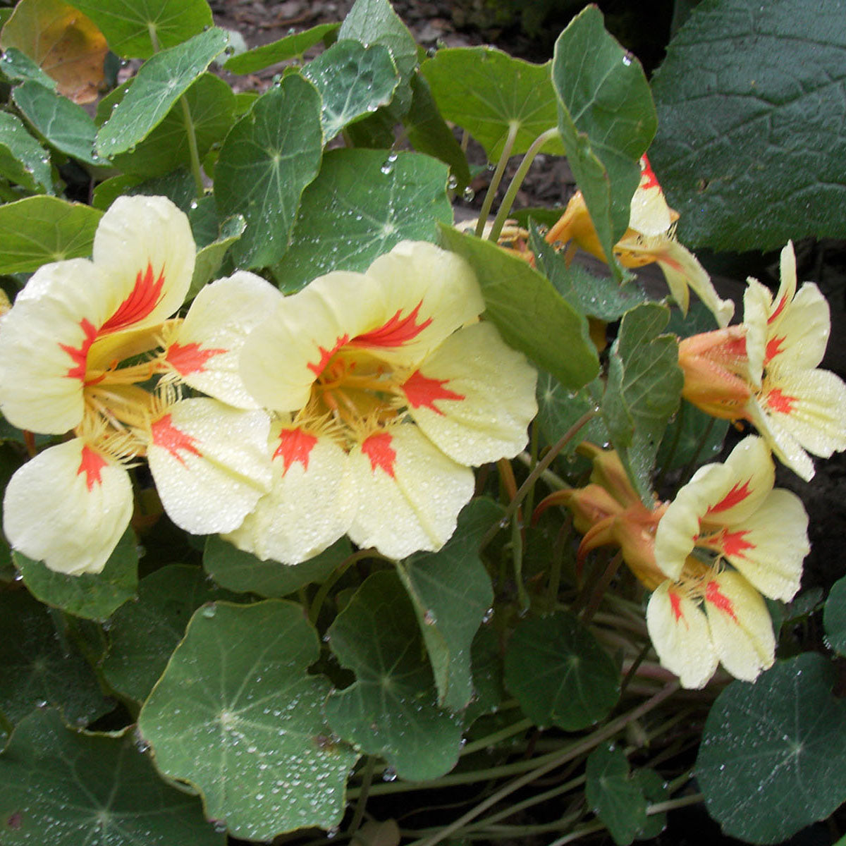 Hummingbird Nasturtiums - Vanilla Berry