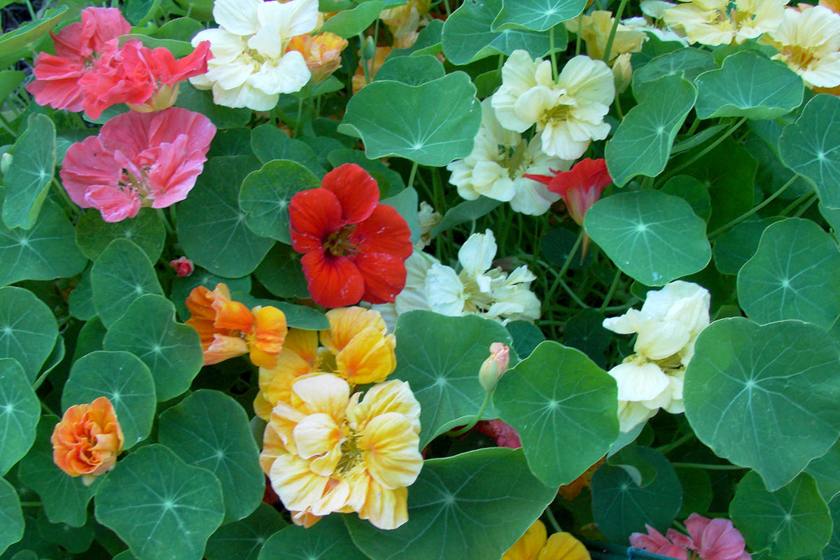Rainbow Nasturtiums - Whirlybird Mix
