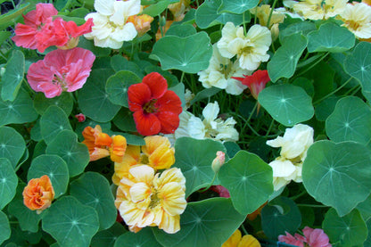 Rainbow Nasturtiums - Whirlybird Mix