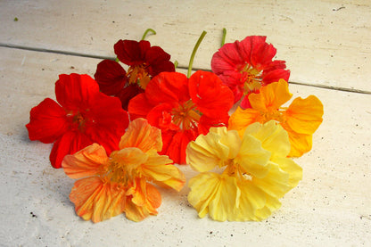 Rainbow Nasturtiums - Whirlybird Mix