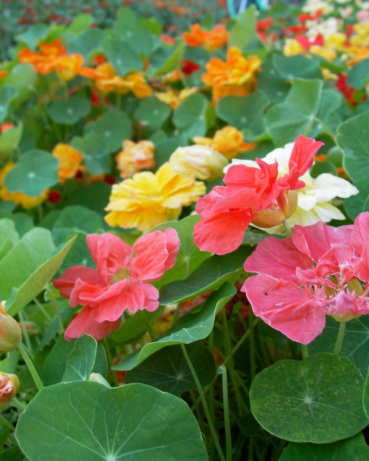 Rainbow Nasturtiums - Whirlybird Mix